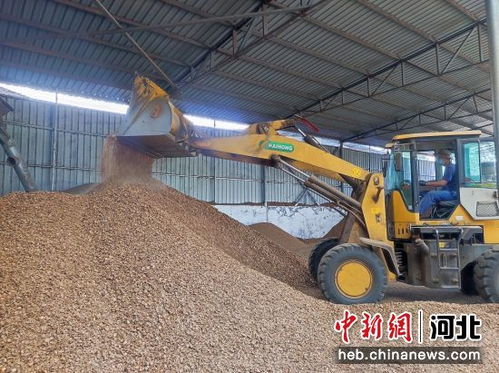 石家莊平山縣 發(fā)展核桃產(chǎn)業(yè) 開(kāi)啟致富之門(mén)